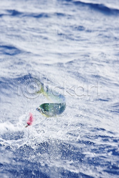 사람없음 JPG 아웃포커스 포토 괌 낚시 낚싯바늘 동물 바다 바다동물 야외 어류 주간 풍경(경치) 해외 해외풍경