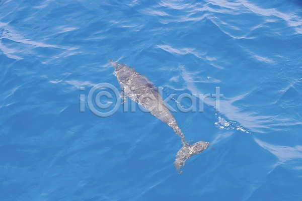 사람없음 JPG 포토 고래 괌 돌고래 동물 바다 바다동물 야외 자연 주간 풍경(경치) 해외 해외풍경
