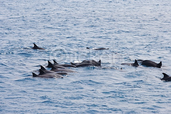 사람없음 JPG 포토 고래 괌 돌고래 동물 바다 바다동물 야외 자연 주간 풍경(경치) 해외 해외풍경