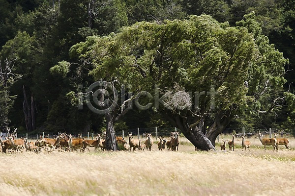 사람없음 JPG 포토 나무 뉴질랜드 동물 사슴 식물 야외 오세아니아 자연 주간 초원(자연) 풍경(경치) 해외 해외풍경