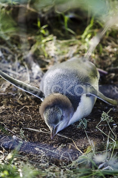 사람없음 JPG 근접촬영 아웃포커스 포토 뉴질랜드 동물 식물 야외 오세아니아 자연 주간 펭귄 풀(식물) 풍경(경치) 해외 해외풍경