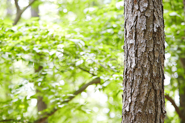 사람없음 JPG 근접촬영 아웃포커스 포토 나무 나뭇가지 백그라운드 소나무 숲 식물 야외 자연 주간 풍경(경치)