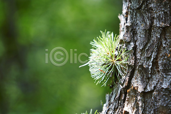 사람없음 JPG 근접촬영 아웃포커스 포토 나무 나뭇가지 백그라운드 소나무 솔잎 숲 식물 야외 자연 주간 풍경(경치)