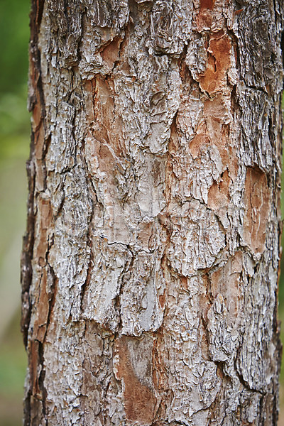 사람없음 JPG 근접촬영 아웃포커스 포토 나무 나무껍질 백그라운드 소나무 식물 야외 자연 주간 풍경(경치)