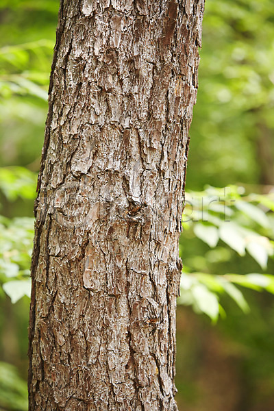 사람없음 JPG 근접촬영 아웃포커스 포토 나무 나뭇가지 백그라운드 소나무 숲 식물 야외 자연 주간 풍경(경치)