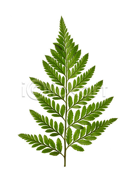 사람없음 JPG 포토 나뭇잎 노무라 누끼 백그라운드 스튜디오촬영 식물 실내 잎 자연 초록색 컨셉 컬러 풀(식물)