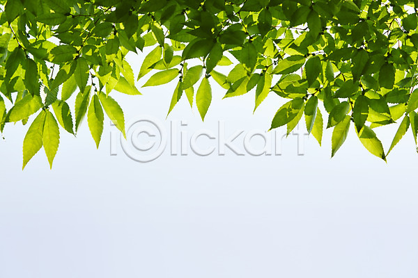 사람없음 JPG 아웃포커스 포토 나뭇가지 나뭇잎 백그라운드 식물 야외 잎 자연 주간 초록색 컨셉 컬러 풀(식물) 풍경(경치) 하늘