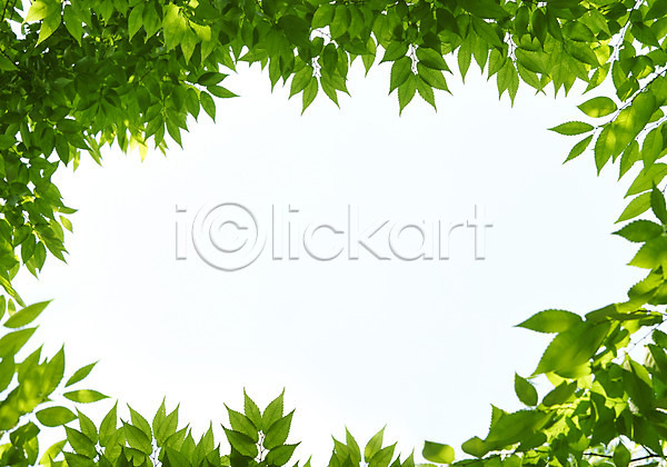 사람없음 JPG 로우앵글 아웃포커스 포토 나뭇가지 나뭇잎 배경화면 백그라운드 식물 야외 자연 주간 초록색 컬러 프레임 하늘