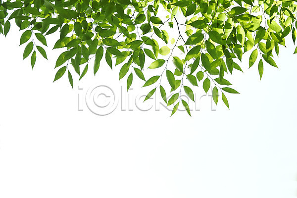 사람없음 JPG 아웃포커스 포토 나뭇가지 나뭇잎 백그라운드 식물 야외 잎 자연 주간 초록색 컨셉 컬러 풀(식물) 풍경(경치) 하늘