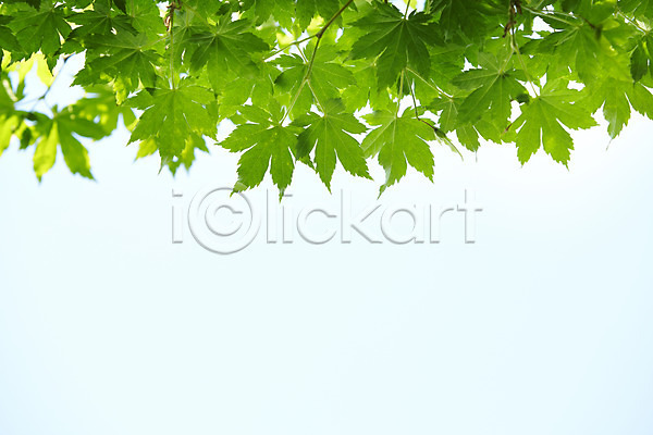 사람없음 JPG 아웃포커스 포토 나뭇가지 나뭇잎 배경화면 백그라운드 식물 야외 잎 자연 주간 초록색 컨셉 컬러 풀(식물) 풍경(경치) 하늘