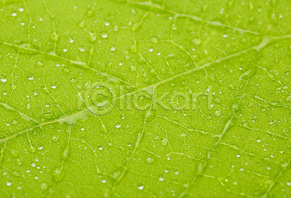 신선 사람없음 JPG 근접촬영 아웃포커스 포토 나뭇잎 물 물방울 백그라운드 스튜디오촬영 식물 실내 잎 자연 초록색 컬러 풀(식물)