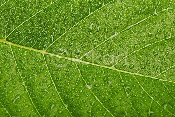 신선 사람없음 JPG 근접촬영 포토 나뭇잎 물 물방울 백그라운드 스튜디오촬영 식물 실내 잎 자연 초록색 컬러 풀(식물)