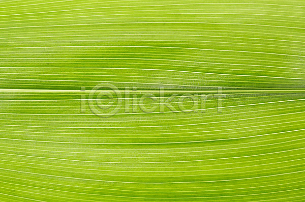사람없음 JPG 근접촬영 포토 나뭇잎 백그라운드 스튜디오촬영 식물 실내 잎 자연 초록색 컬러 풀(식물)