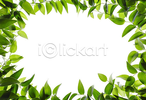 사람없음 JPG 포토 나뭇잎 누끼 백그라운드 스튜디오촬영 식물 실내 안내 알림 잎 자연 초록색 컨셉 컬러 풀(식물) 프레임