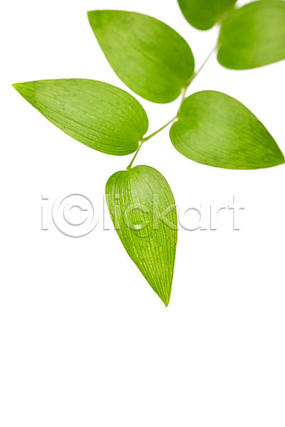 사람없음 JPG 아웃포커스 포토 나뭇잎 누끼 물 물방울 백그라운드 스튜디오촬영 식물 실내 잎 자연 초록색 컨셉 컬러 풀(식물)