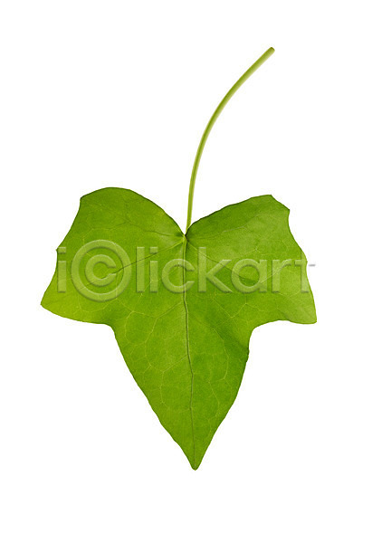 사람없음 JPG 포토 나뭇잎 누끼 백그라운드 스튜디오촬영 식물 실내 아이비 잎 자연 초록색 컨셉 컬러 풀(식물)