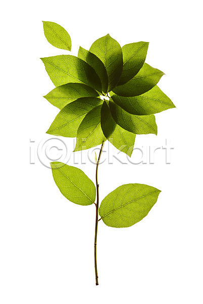 사람없음 JPG 포토 꽃 꽃무늬 나뭇잎 누끼 모양 백그라운드 스튜디오촬영 식물 실내 잎 자연 초록색 컨셉 컬러 풀(식물)