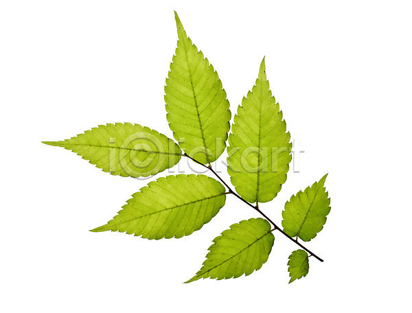 사람없음 JPG 포토 나뭇잎 누끼 백그라운드 스튜디오촬영 식물 실내 잎 자연 초록색 컨셉 컬러 풀(식물)