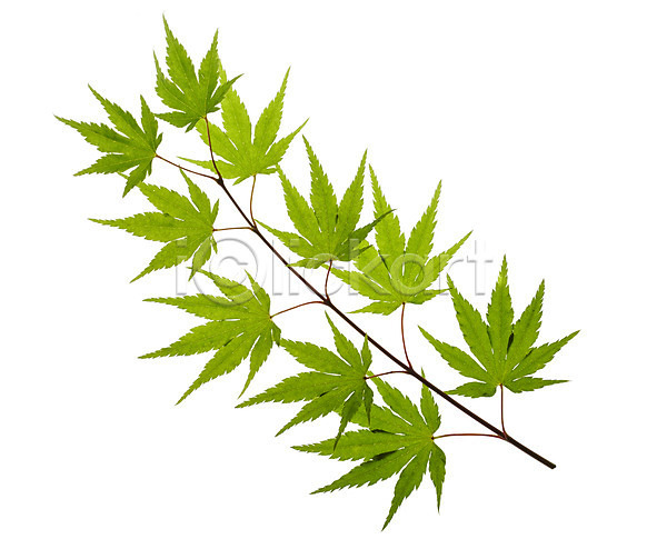 사람없음 JPG 포토 나뭇잎 누끼 단풍 백그라운드 스튜디오촬영 식물 실내 잎 자연 초록색 컨셉 컬러 풀(식물)
