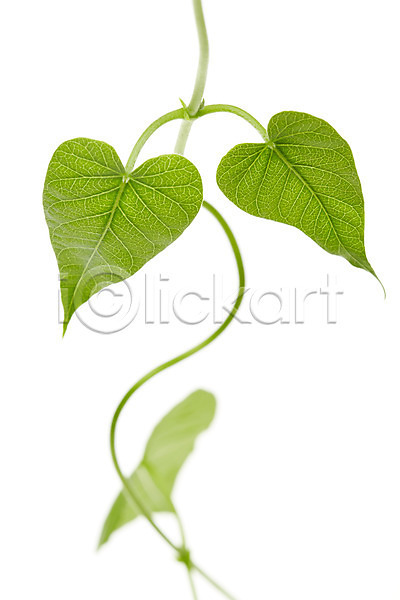 사람없음 JPG 아웃포커스 포토 나뭇잎 누끼 덩굴 백그라운드 스튜디오촬영 식물 실내 잎 자연 초록색 컨셉 컬러 풀(식물)