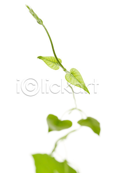사람없음 JPG 아웃포커스 포토 나뭇잎 누끼 덩굴 백그라운드 스튜디오촬영 식물 실내 잎 자연 초록색 컨셉 컬러 풀(식물)