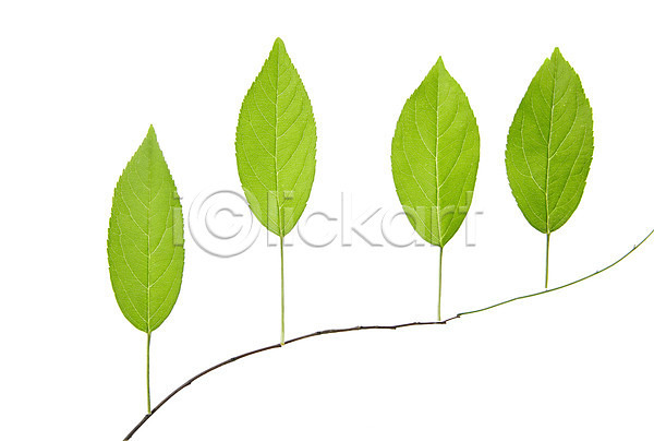 사람없음 JPG 포토 나뭇잎 누끼 백그라운드 스튜디오촬영 식물 실내 잎 자연 초록색 컨셉 컬러 풀(식물)