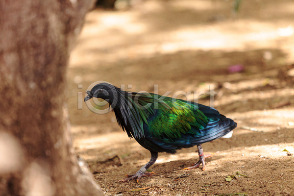 사람없음 JPG 포토 해외이미지 깃털 동물 비둘기 야생동물 조류 초록색 컬러풀 해외202004