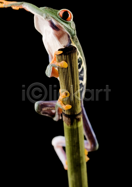 사람없음 JPG 포토 해외이미지 검은배경 매달리기 실내 야생동물 양서류 잎줄기 청개구리 한마리 해외202004
