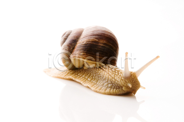 사람없음 JPG 포토 해외이미지 달팽이(동물) 실내 연체동물 한마리 해외202004 흰배경