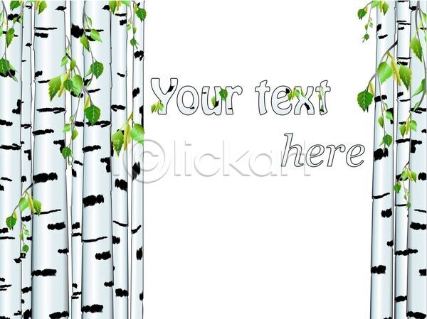 EPS 일러스트 해외이미지 나무 나뭇가지 러시아 백그라운드 봄 숲 식물 심플 야외 잎 자연 자작나무 직진 추상 카피스페이스 풍경(경치) 해외202004 환경 흰색