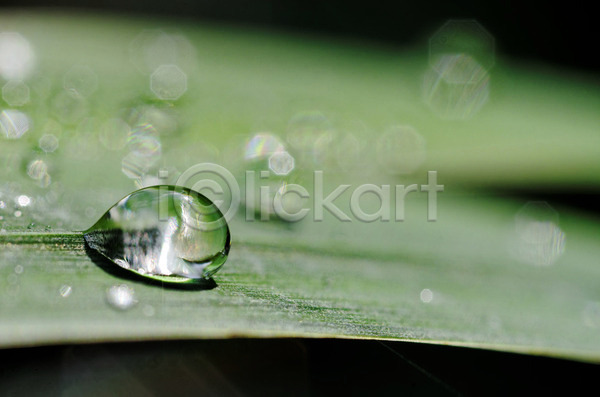 떨어짐 사람없음 JPG 포토 해외이미지 거품 내추럴 눈물 물 물방울 식물 액체 이슬 잎 자연 초록색 투명 해외202004