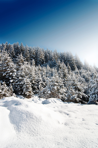 고독 추위 사람없음 JPG 포토 해외이미지 겨울 나무 산 서리 세로 소나무 숲 식물 야외 자연 파란색 포장 풍경(경치) 하늘 해외202004 햇빛 황무지 흰색
