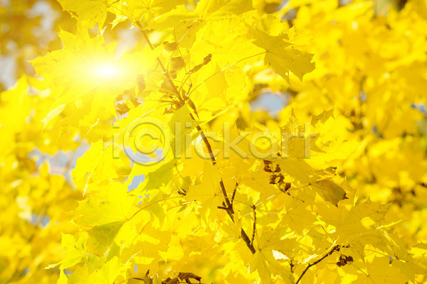 성장 사람없음 JPG 포토 해외이미지 가을(계절) 나무 내추럴 노란색 단풍 단풍잎 맑음 백그라운드 빛 식물 야외 잎 자연 태양 해외202004 황금