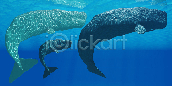 사람없음 JPG 일러스트 포토 해외이미지 고래 그림 동물 물 바다 북극 소 송아지 수중 야생동물 엄마 포유류 해외202004 해외포토 황소