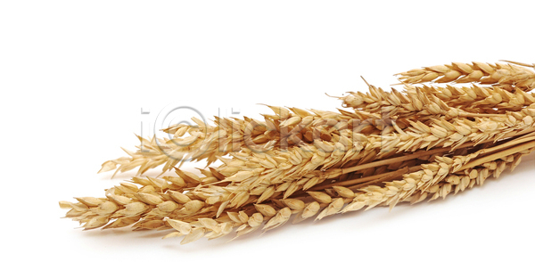 건조 성장 신선 사람없음 JPG 포토 해외이미지 고립 귀 낟알 내추럴 노란색 농업 농작물 농장 밀 밀가루 밭일 백그라운드 빵 수확 스파이크 식물 씨앗 옥수수 유기농 음식 해외202004 해외포토 황금 흰색