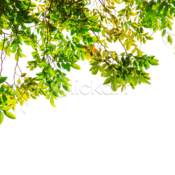 신선 사람없음 JPG 포토 해외이미지 고립 그림자 나무 나뭇가지 내추럴 떠남 백그라운드 숲 식물 야외 우주 잎 자연 정원 질감 초록색 해외202004 흰색