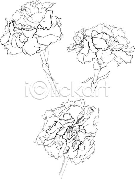 EPS 일러스트 해외이미지 흑백 검은색 계절 그래픽 그림 꽃 꽃무늬 나뭇가지 생물학 손그림 스케치 식물 야생동물 옛날 잉크 자연 장식 정원 카네이션 판화 패턴 펜 해외202004 흰색