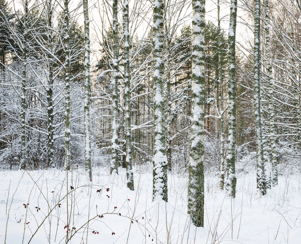 사람없음 JPG 포토 해외이미지 겨울 겨울풍경 눈(날씨) 숲속 스웨덴 야외 자연 자작나무 주간 해외202004