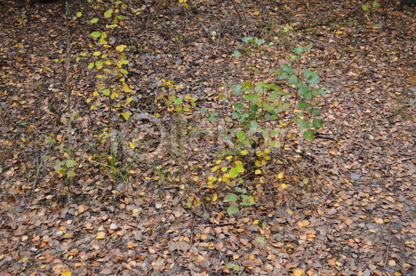 활발 사람없음 JPG 포토 해외이미지 가을(계절) 계절 공원 나무 노란색 단풍 백그라운드 빛 빨간색 숲 식물 아침 야외 잎 자연 초록색 컬러풀 풍경(경치) 해외202004