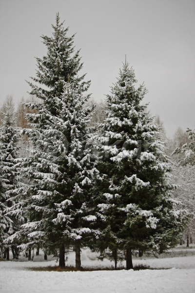 사람없음 JPG 포토 해외이미지 겨울 계절 나무 날씨 목재 소나무 자연 초록색 풍경(경치) 하늘 해외202004 흰색
