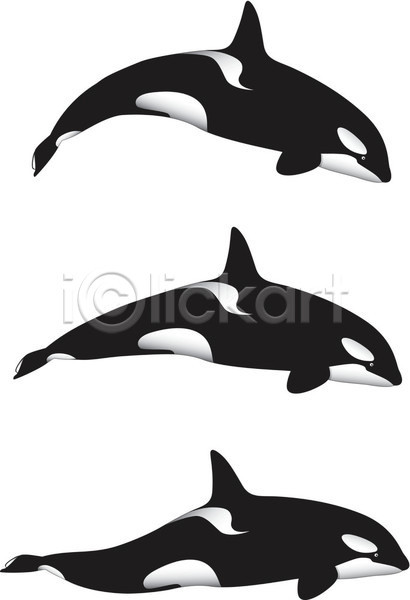 사람없음 EPS 일러스트 해외이미지 고래 범고래 세마리 해외202004