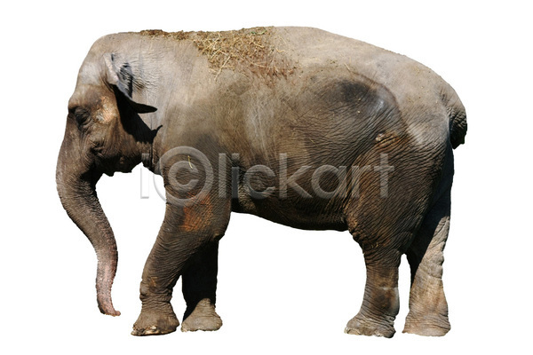 사람없음 JPG 포토 해외이미지 걷기 동물 동물상 동물원 자연 코끼리 큼 포유류 해외202004 회색 힘