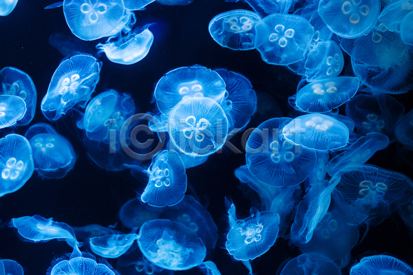 사람없음 JPG 포토 해외이미지 바닷속 수중동물 여러마리 자포동물 파란색 해외202004 해파리