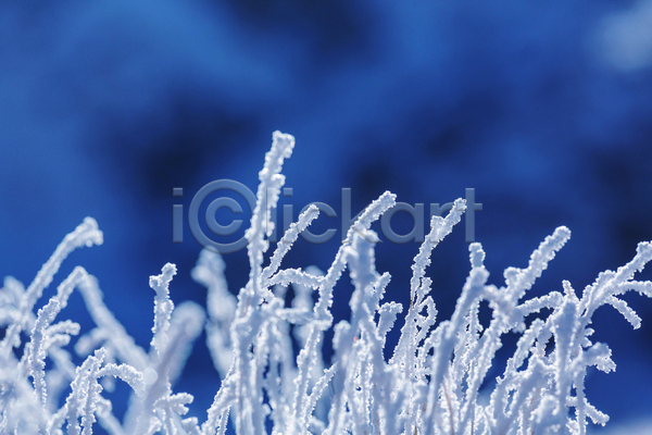 사람없음 JPG 아웃포커스 포토 해외이미지 겨울 겨울풍경 눈(날씨) 눈꽃 식물 야외 자연 주간 해외202004