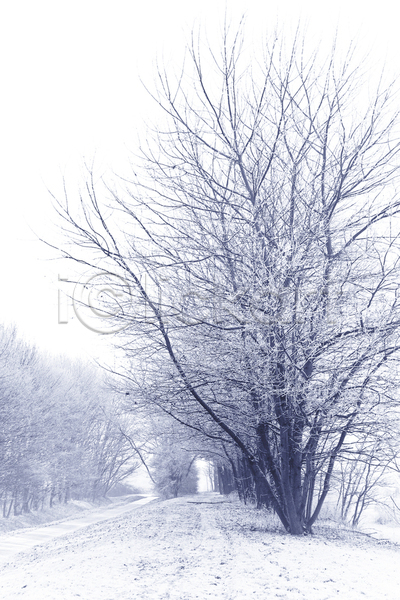 사람없음 JPG 포토 해외이미지 겨울 겨울풍경 나무 눈(날씨) 야외 자연 주간 해외202004