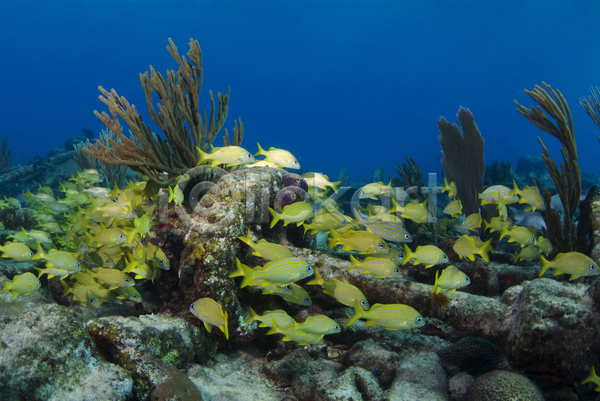 사람없음 JPG 포토 해외이미지 노란색 대서양 물 바다 바하마 산호 소금 소금물 수중 암초 야생동물 어류 자연 조난 침몰 파란색 학교 해외202004