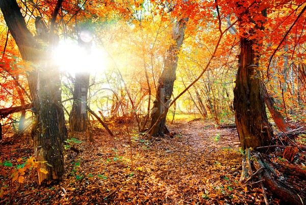 사람없음 JPG 포토 해외이미지 가을(계절) 가을풍경 낙엽 단풍 단풍나무 맑음 숲 야외 자연 주간 해외202004 햇빛