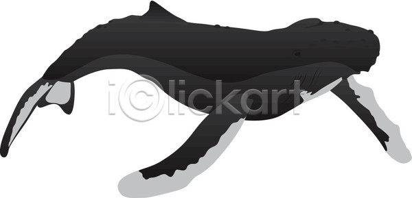 사람없음 EPS 일러스트 해외이미지 고래 한마리 해외202004 혹등고래