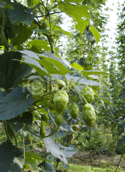 사람없음 JPG 포토 해외이미지 경작 농업 맥주 잎 주류 초록색 해외202004