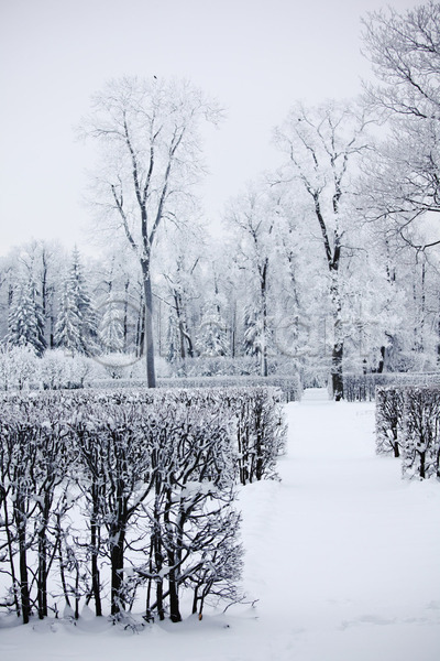사람없음 JPG 포토 해외이미지 겨울 겨울풍경 공원 나무 눈(날씨) 야외 주간 하늘 해외202004